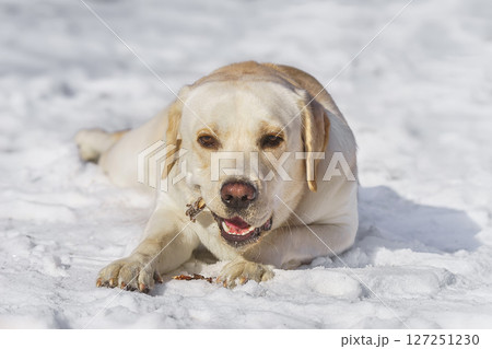 Labrador sitting in the snow. Labrador sitting in the snow. 127251230