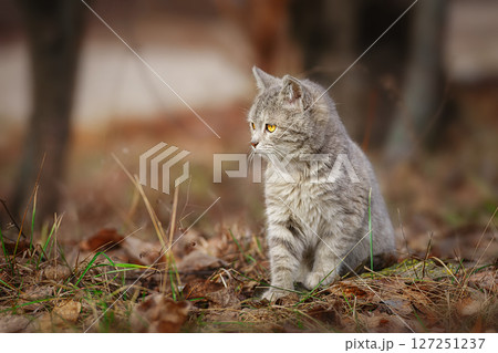 Gray striped cat walks on a leash on green grass outdoors... 127251237