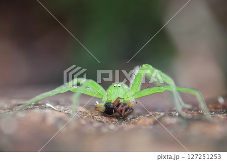 Green huntsman Micrommata virescens Green huntsman Micrommata virescens 127251253