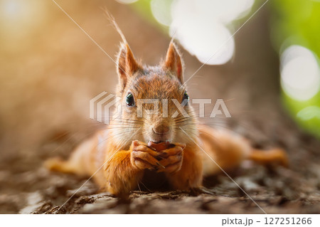Squirrel in the autumn park 127251266