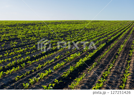Young sugar beet plants are growing in organized rows within a broad farming field on a sunlit day, showcasing agricultural productivity Young sugar beet plants are growing in organized rows within a broad farming field on a sunlit day, showcasing agricultural productivity 127251426