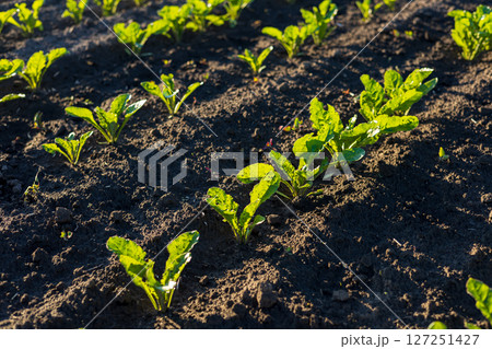 Young sugar beet plants thrive in rich soil, showcasing vibrant green leaves under the warm sunlight in a rural agricultural setting Young sugar beet plants thrive in rich soil, showcasing vibrant green leaves under the warm sunlight in a rural agricultural setting 127251427