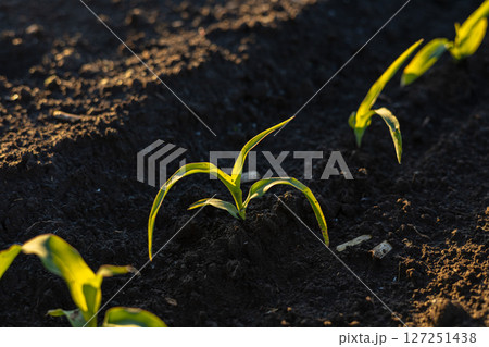 Fresh corn sprouts are seen breaking through moist soil in a peaceful agricultural setting, illuminated by gentle morning sunlight Fresh corn sprouts are seen breaking through moist soil in a peaceful agricultural setting, illuminated by gentle morning sunlight 127251438