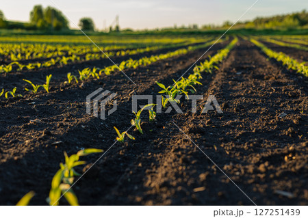 Young corn plants sprout from rich soil in organized rows, basking in the warm sunlight of a beautiful afternoon in nature Young corn plants sprout from rich soil in organized rows, basking in the warm sunlight of a beautiful afternoon in nature 127251439