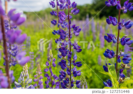 Colorful clusters of purple lupines stretch across a lush green field under a clear blue sky on a spring day 127251446