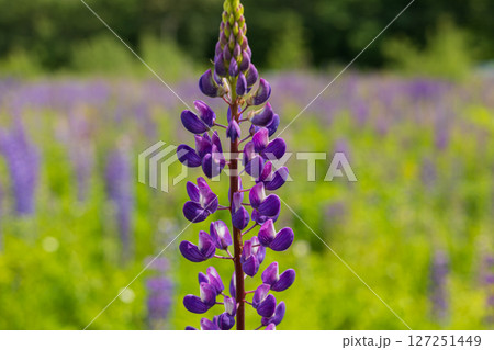 A tall lupine flower showcases its vibrant purple blooms against a lush green backdrop of a blooming field on a sunny day A tall lupine flower showcases its vibrant purple blooms against a lush green backdrop of a blooming field on a sunny day 127251449