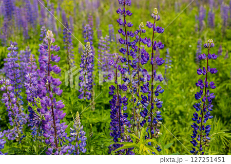 Colorful lupine flowers stand tall in a thriving green field under the warm sun, creating a vibrant natural landscape 127251451