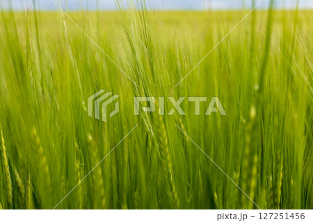 A vibrant field of barley displaying lush green crops swaying gently in the breeze, reflecting healthy agricultural practices under clear skies 127251456