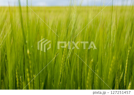 Barley crops grow vibrantly in a vast green field, thriving in favorable weather conditions with plenty of sunlight 127251457