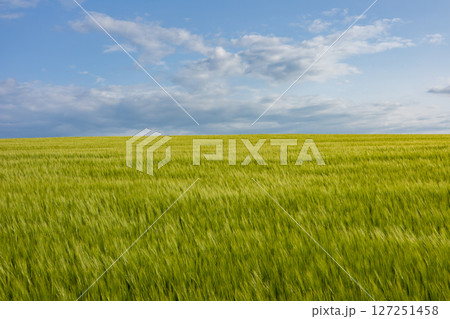 Expansive barley field in lush green hues stretches under a vast sky, showcasing the joy of agricultural abundance during growing season Expansive barley field in lush green hues stretches under a vast sky, showcasing the joy of agricultural abundance during growing season 127251458