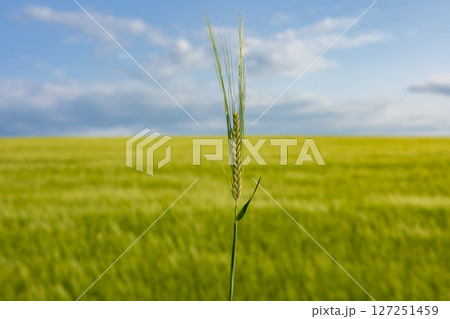 A single barley stalk rises above the lush green field, showcasing agricultural growth with blue skies in the background on a sunny day 127251459