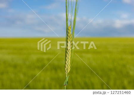 A close-up view of a barley plant stands tall in the lush green field, under a bright blue sky, highlighting agricultural growth 127251460