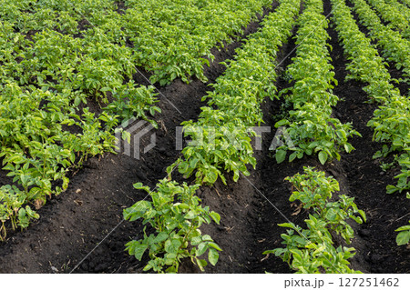 Lush green potato plants thrive in neat rows on fertile soil, showcasing growth in a rural agricultural setting 127251462