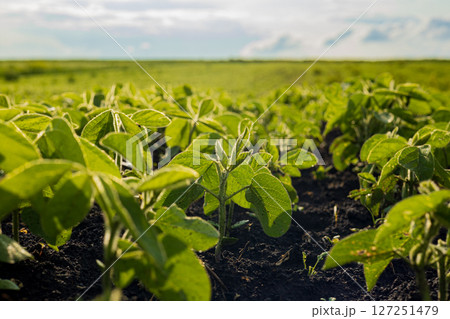Young soybean plants thrive in a fertile field, basking in sunlight, with rich soil supporting their growth on a clear day Young soybean plants thrive in a fertile field, basking in sunlight, with rich soil supporting their growth on a clear day 127251479