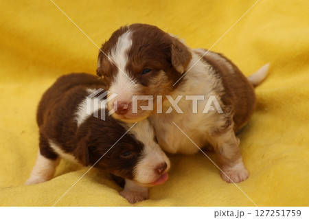 Two puppies are cuddling on a yellow blanket 127251759