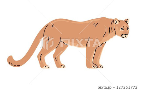 Puma is a wild animal from the cat family 127251772