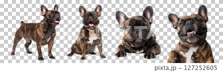 Set of French Bulldogs, brindle color in various postures, stand, sit, lay down and sleep isolated on a transparent background. 127252605