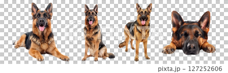 Set of dogs, German Shepherd, black and red colors in various postures, stand, sit, lay down and sleep isolated on a transparent background. 127252606