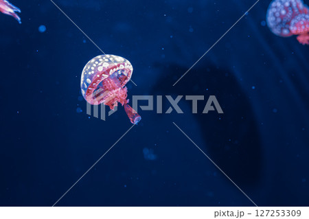 underwater photography jellyfish mastigias papua, spotted jelly, lagoon jelly, golden medusa 127253309