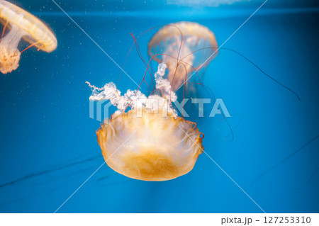 underwater photography jellyfish Chrysaora fuscescens, Pacific sea nettle, West Coast sea nettle 127253310