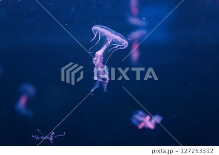 underwater photography jellyfish Chrysaora lactea, Milk Sea Nettle 127253312