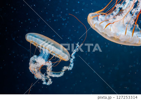 underwater photography jellyfish Chrysaora fuscescens, Pacific sea nettle, West Coast sea nettle 127253314