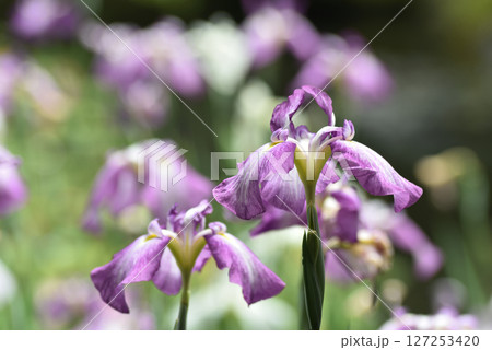 平安神宮西神苑　紫の花菖蒲(京都市左京区) 127253420