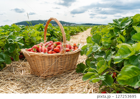 Ripe strawberries fill a wicker basket amid a lush strawberry field. The vibrant red fruit contrasts with the green leaves under a sunny sky, showcasing a plentiful harvest. 127253695