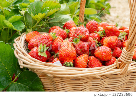 Harvest of ripe strawberries overflowing from a wicker basket placed among lush green leaves in a garden setting. Vibrant red berries ready for picking and enjoying fresh from the field. 127253696