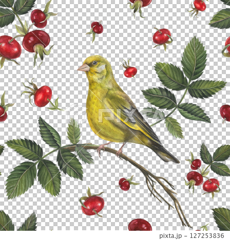 Seamless pattern of watercolor illustrations greenfinch bird and rosehip leaves, berries dog rose on white background hand drawn Seamless pattern of watercolor illustrations greenfinch bird and rosehip leaves, berries dog rose on white background hand drawn 127253836