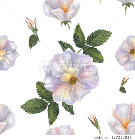 Rosehip flower, bud and leaves seamless watercolor pattern isolated on white background handdrawn for blanks, banners, design  127253838