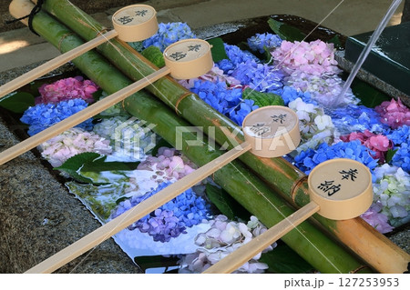 京都　伏見　藤森　神社仏閣　藤森神社　紫陽花　あじさい　花手水 127253953