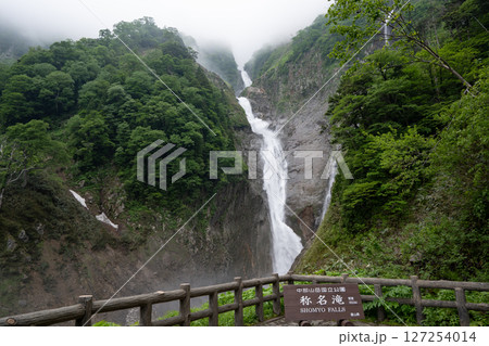 新緑の樹々と落差日本一の滝 称名滝 新緑の樹々と落差日本一の滝 称名滝 127254014