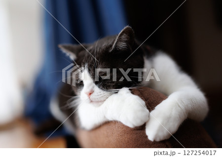 ソーファーの背で寝る猫 ソーファーの背で寝る猫 127254017