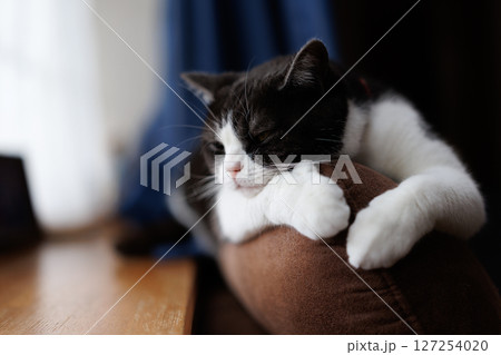 ソーファーの背で寝る猫 ソーファーの背で寝る猫 127254020