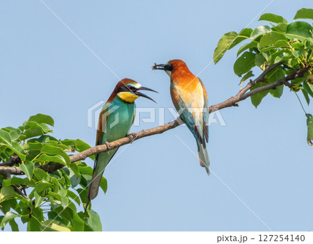 Feeding moment between bee-eaters in natural habitat 127254140