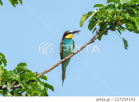European bee-eater with a bee in its beak perched on a branch against a blue sky 127254141