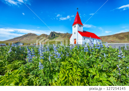 Ramarkable view of Vikurkirkja christian church in blooming lupine flowers. 127254145