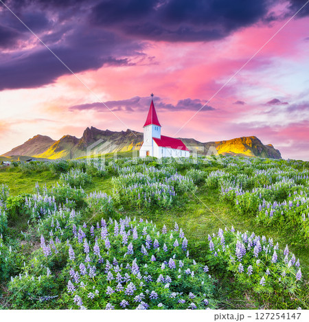 Impressive view of Vikurkirkja christian church in blooming lupine flowers. Impressive view of Vikurkirkja christian church in blooming lupine flowers. 127254147