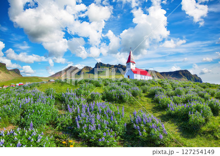 Impressive view of Vikurkirkja christian church in blooming lupine flowers. Impressive view of Vikurkirkja christian church in blooming lupine flowers. 127254149