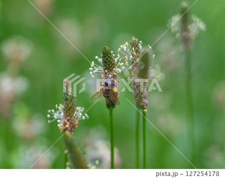 Bee collecting pollen on field grasses 127254178