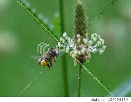 Bee in flight near a plantain flower Bee in flight near a plantain flower 127254179