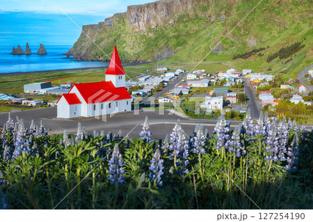 Impressive view of Vikurkirkja christian church in blooming lupine flowers. Impressive view of Vikurkirkja christian church in blooming lupine flowers. 127254190