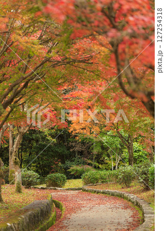 東広島市鏡山公園の紅葉 もみじと落ち紅葉の散歩道 東広島市鏡山公園の紅葉 もみじと落ち紅葉の散歩道 127254318