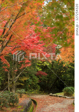 東広島市鏡山公園の紅葉　もみじと落ち紅葉の散歩道 127254320