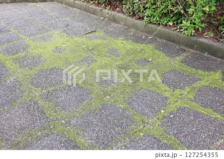 苔が一面に生えている道路 6月の梅雨の時期 苔が一面に生えている道路 6月の梅雨の時期 127254355
