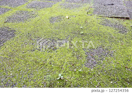 苔が一面に生えている道路 6月の梅雨の時期 苔が一面に生えている道路 6月の梅雨の時期 127254356