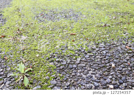 苔が一面に生えている道路 6月の梅雨の時期 苔が一面に生えている道路 6月の梅雨の時期 127254357
