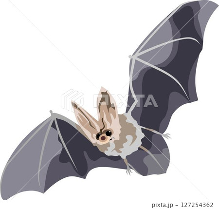 Bat Little Flying Mammal Animal Bat Little Flying Mammal Animal 127254362