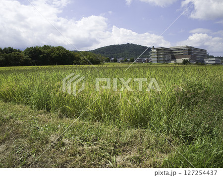 収穫間近の田んぼ 収穫間近の田んぼ 127254437